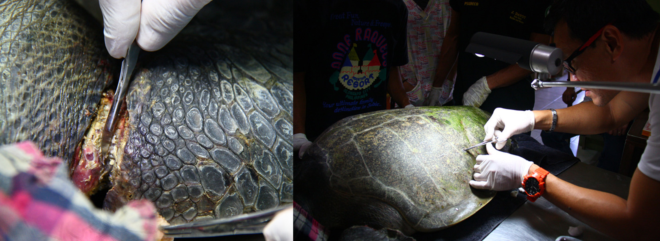 Davao Light houses a recuperating Pawikan at the Cleanergy Park