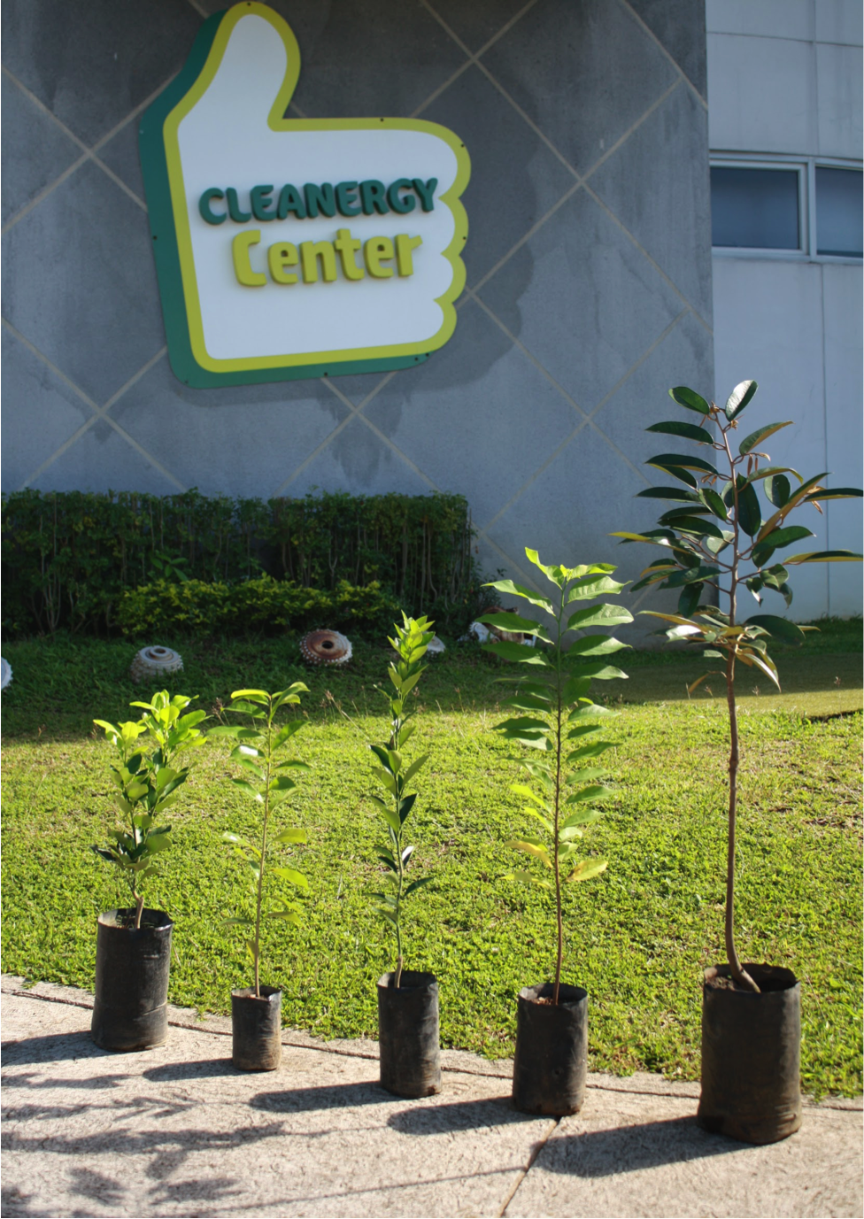 APRI grows 2,100 seedlings in its host communities