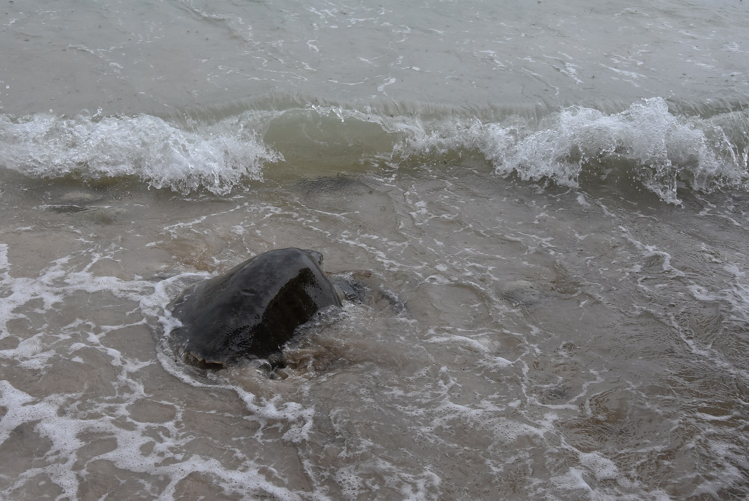 Davao Light releases an Olive Ridley back into the sea
