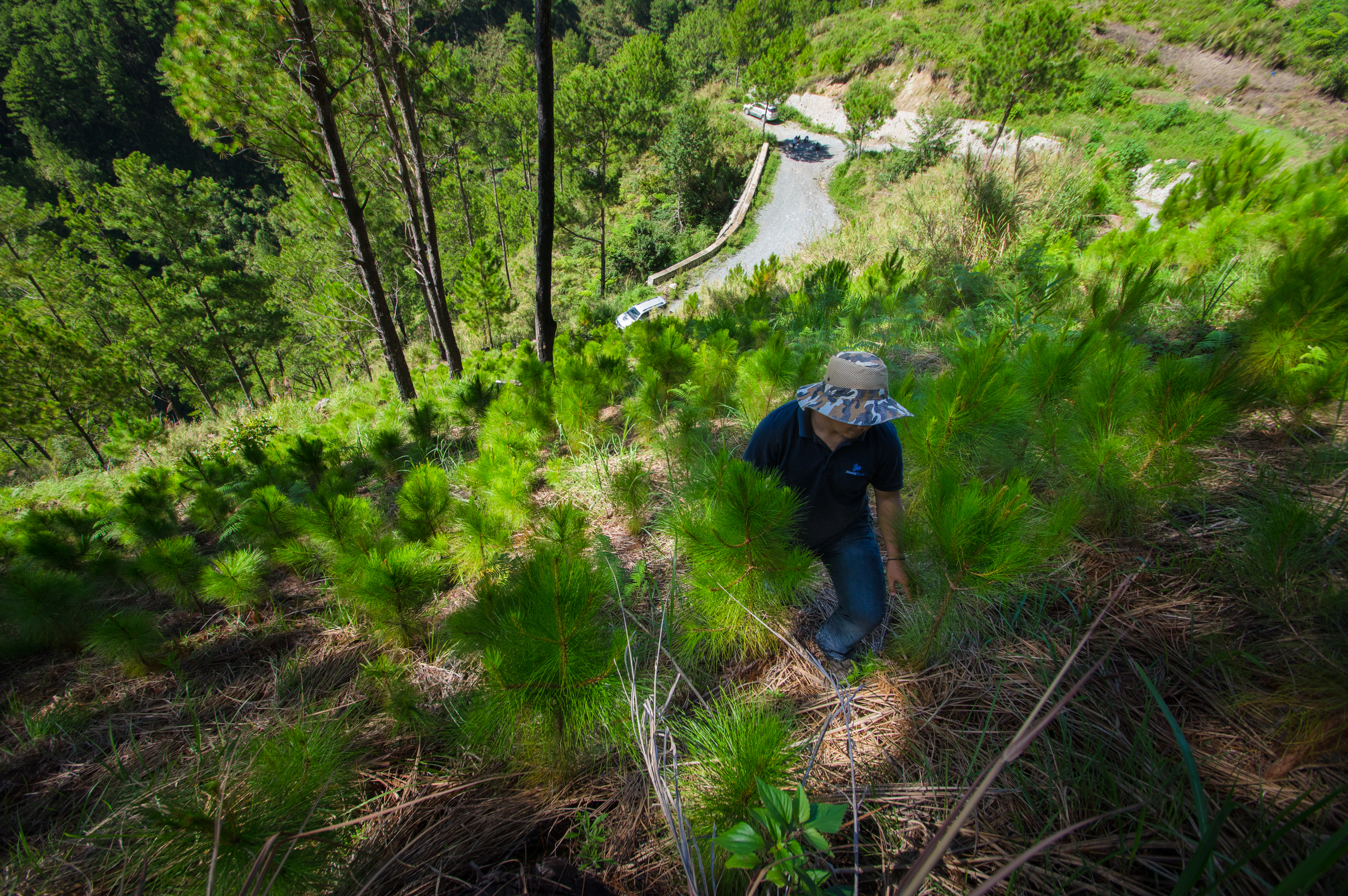 Hedcor exceeds tree planting target in Luzon