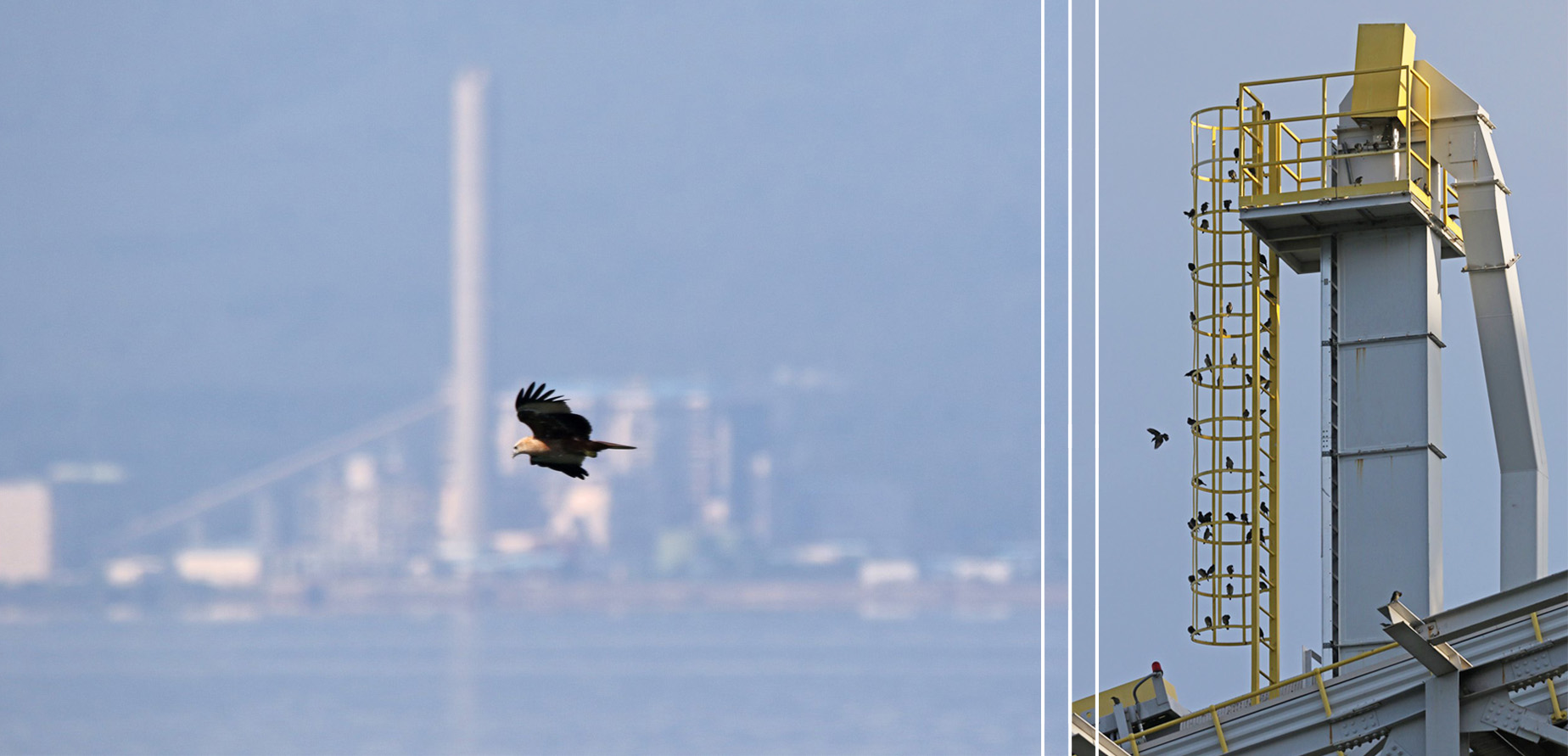 AboitizPower-Aboitiz-Power-TSI-Therma-South-Wildlife-Biodiverse-Birdwatch-1-Banner