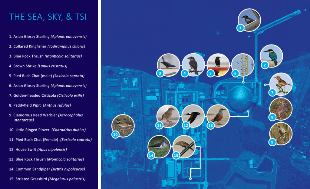 AboitizPower-Aboitiz-Power-TSI-Therma-South-Wildlife-Biodiverse-Birdwatch-2-BirdMapTSI-1024x624