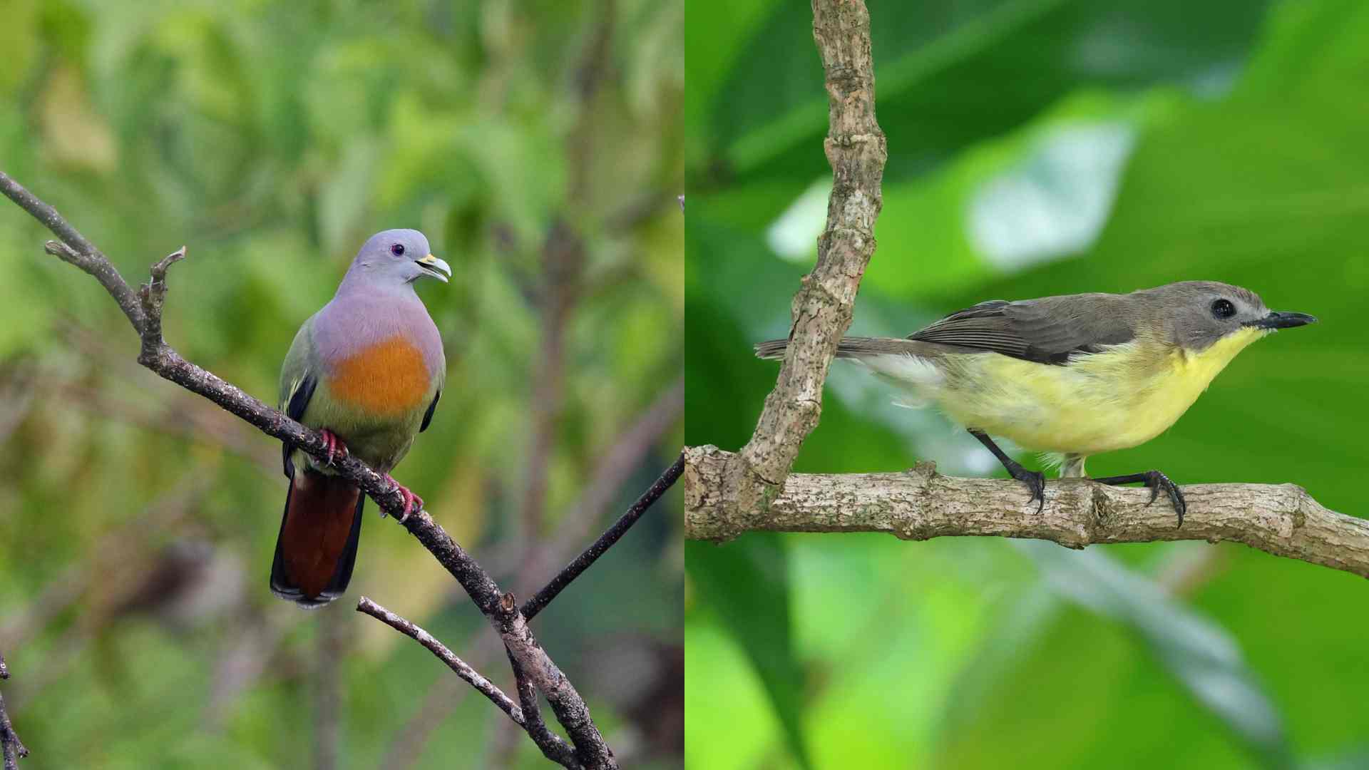 Bird-watchers' haven in the city
