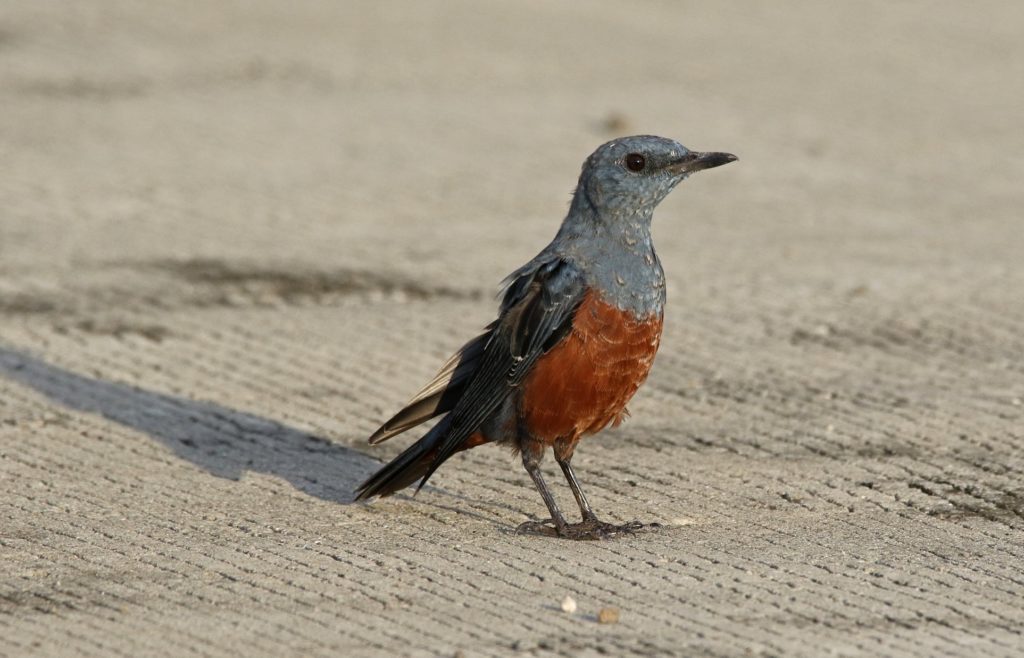Blue-Rock-Thrush-Bird-B-2-AboitizPower-TSI-Therma-South-Davao-1-1024x658