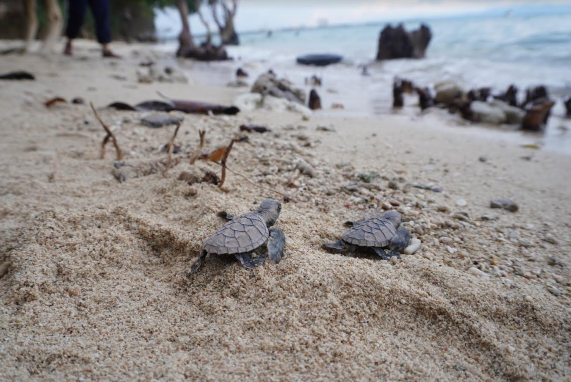 Where the pawikans are: The Aboitiz Cleanergy Park, a home to pawikans old and new