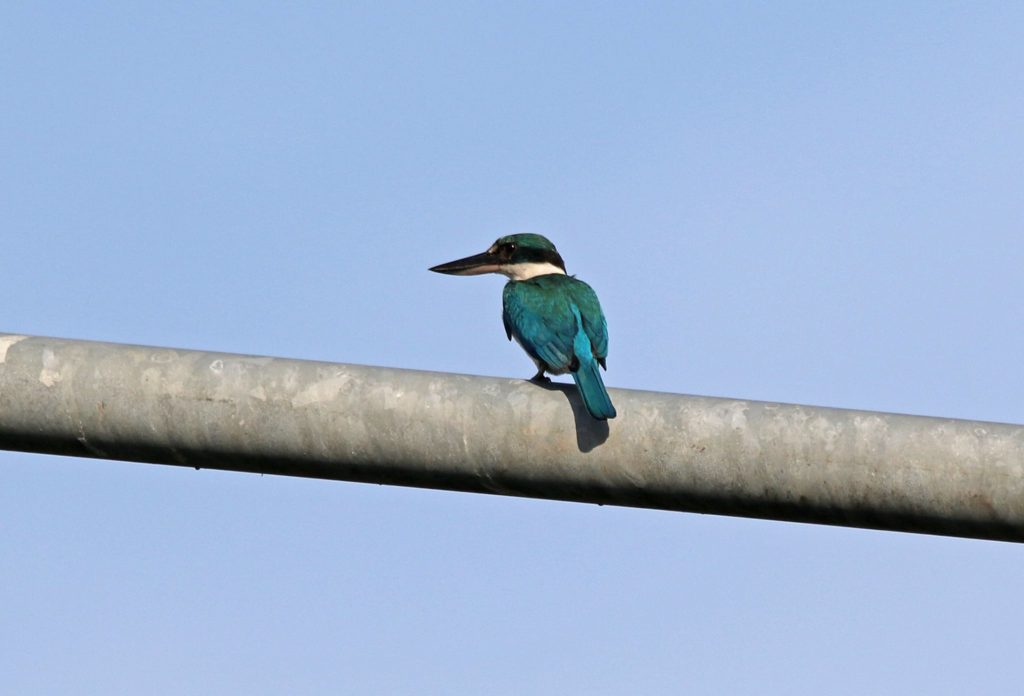 Collared-Kingfisher-AboitizPower-TSI-Therma-South-Davao-3-1024x696