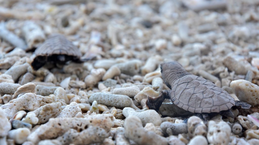 Aboitiz Cleanergy Park releases 1,450 pawikan hatchlings in 2017