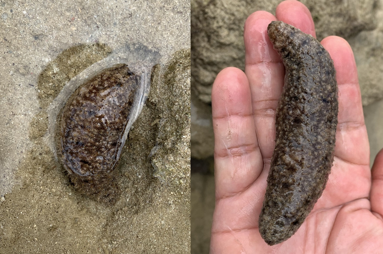 An endangered sea cucumber found in Aboitiz Cleanergy Park