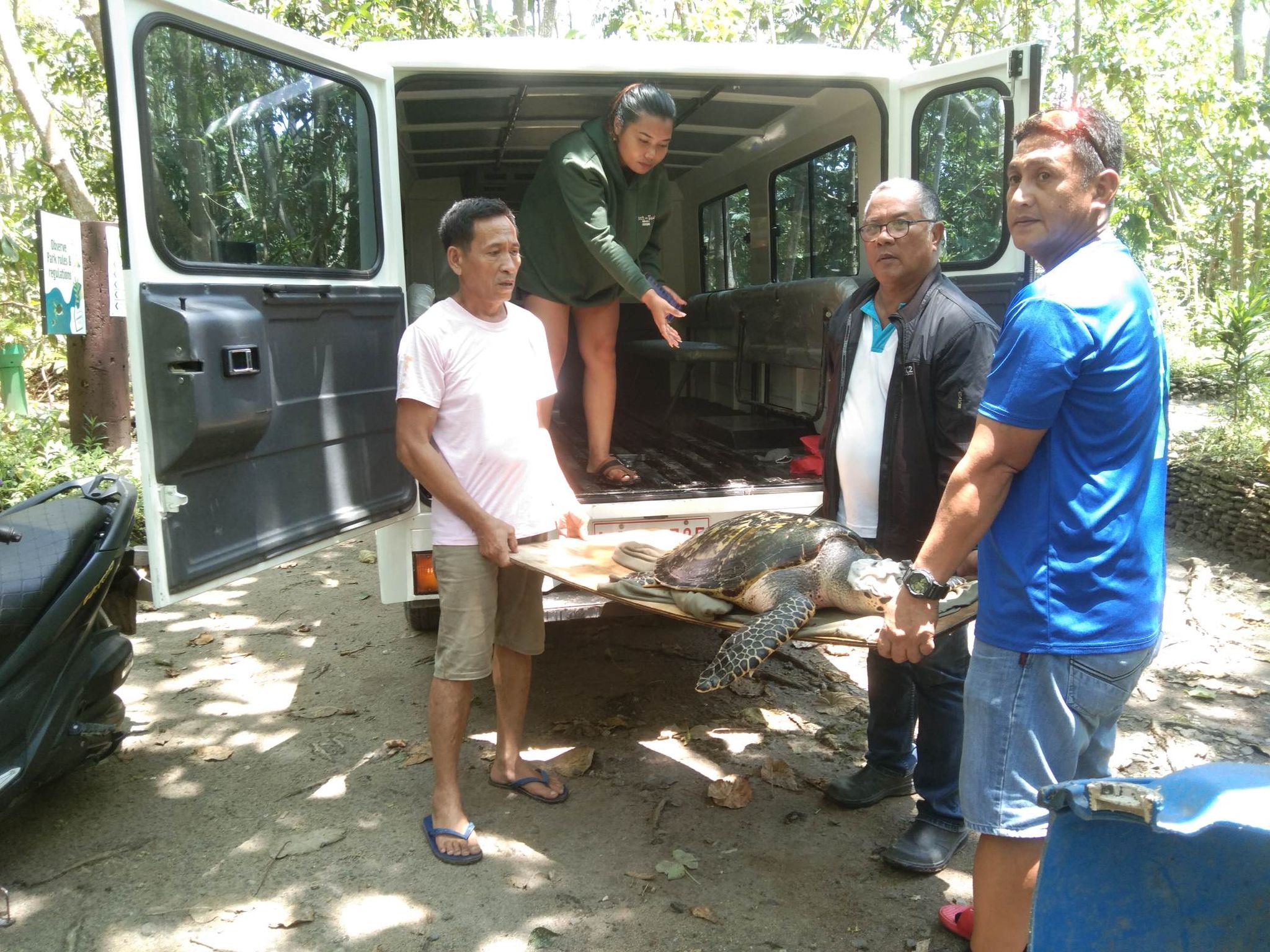 Another pawikan turned over at the Aboitiz Cleanergy Park