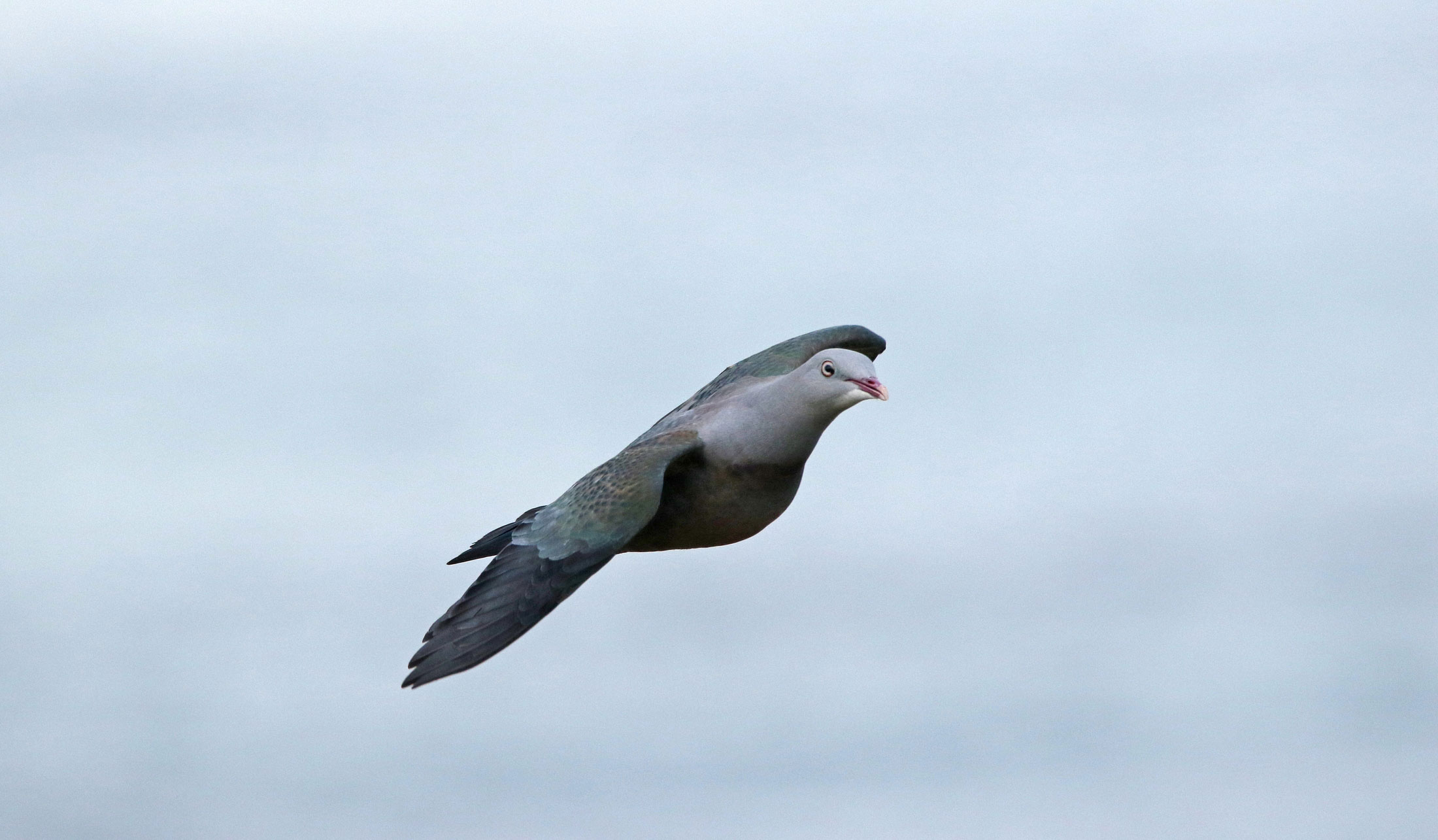 PHOTO-2-Davao-Light_by-Peter-Simpson-(1)-1