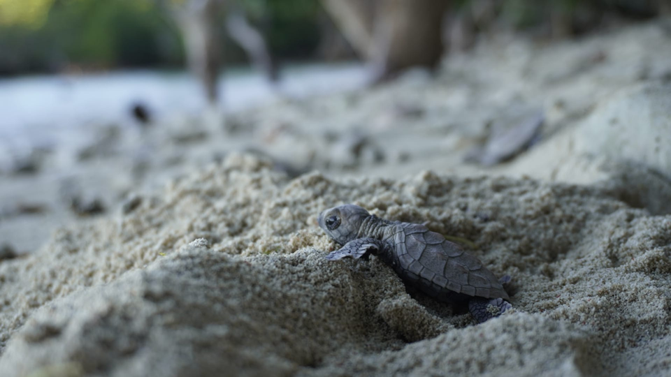 Reforestation for the birds and turtles of Aboitiz Cleanergy Park