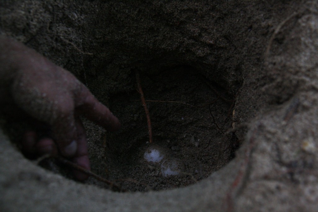 Pawikan nest discovered
