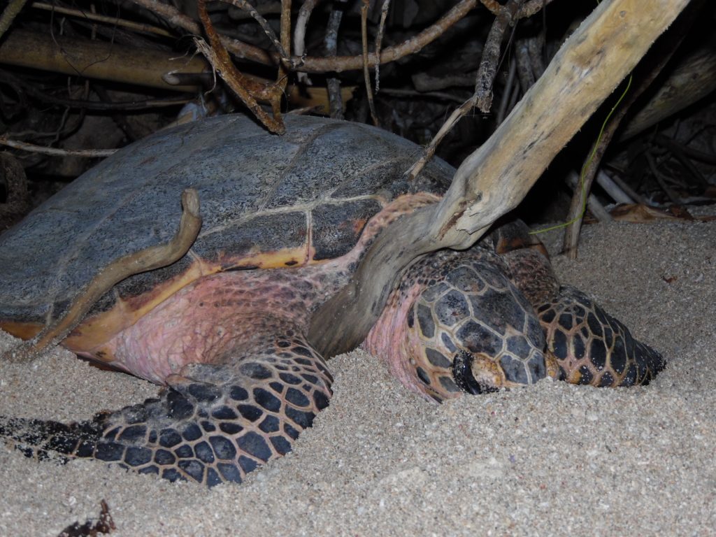 Davao Light rescues pawikan, discovers nest anew