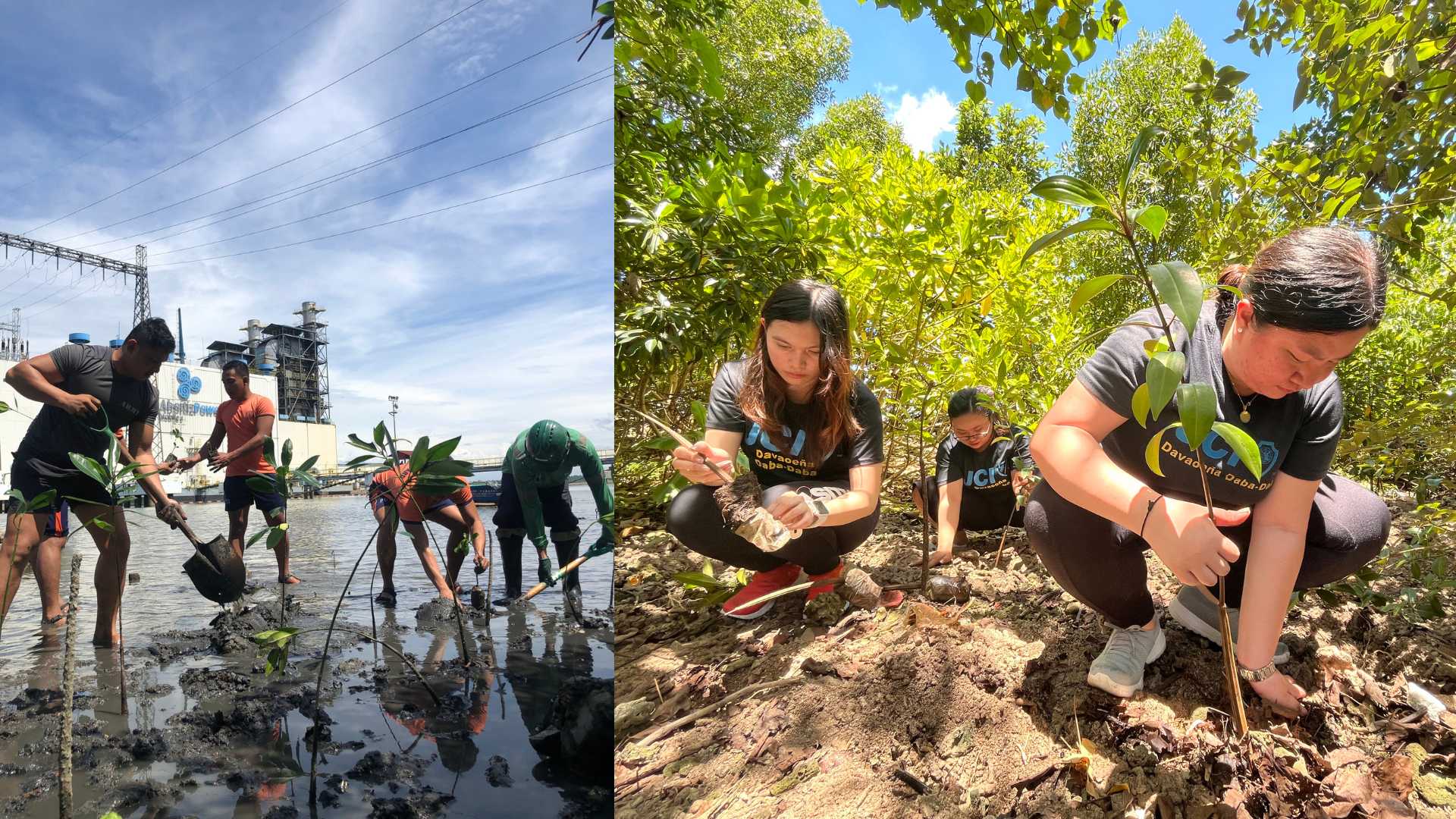 Power of the Roots: AboitizPower’s Mangrove Conservation Initiatives