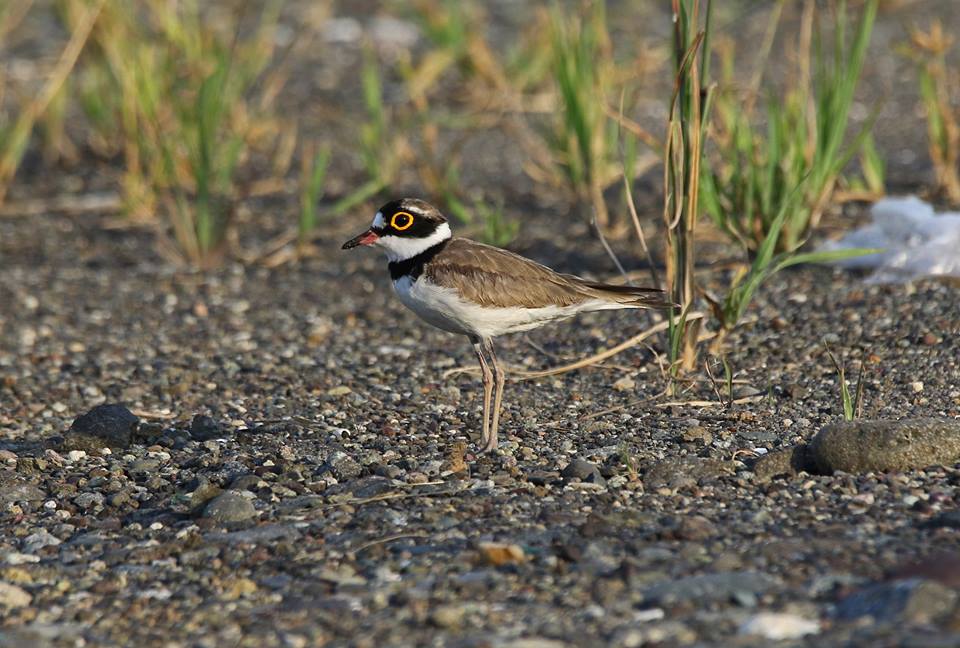 Little-Ringed-Plover-AboitizPower-TSI-Therma-South-Davao-4