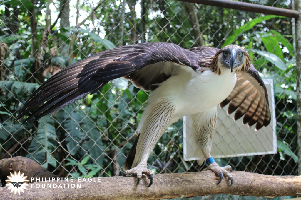 Pangarap turns 17 amid hopes for new members to population of Philippine eagles